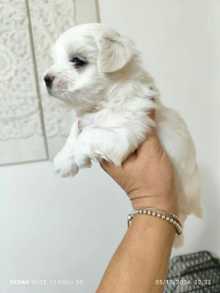 Disponibile cucciola di Maltese Toy | Foto 1