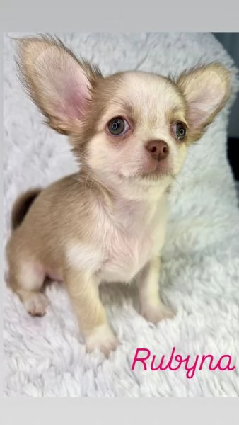 Chihuahua pronti con pedigree thailandesi