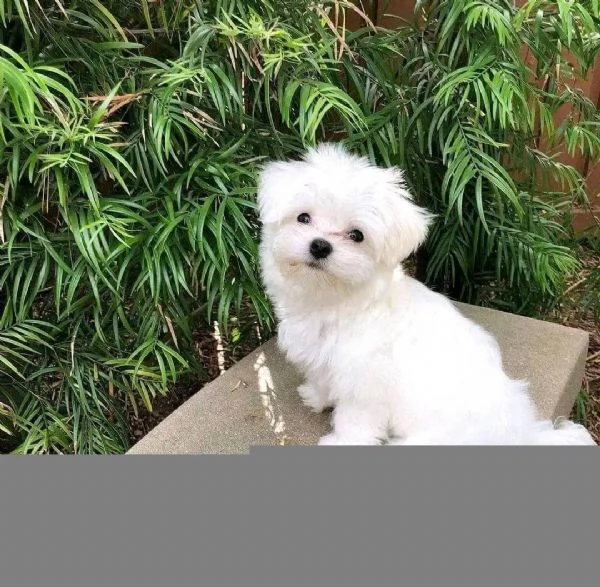 DUE MALTESE CUCCIOLI