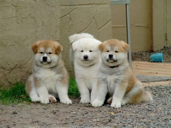 REGALO AKITA INU CUCCIOLI MASCHIO E FEMMINA Disponibili cuccioli , Ottima genealogia, Caratteri sple