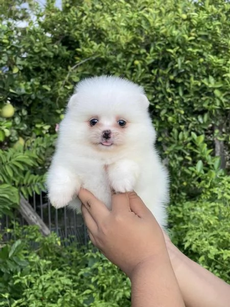 CUCCIOLI DI POMERANIA