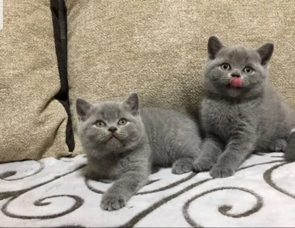 British Shorthair 