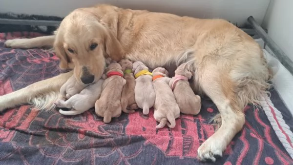 Cuccioli Golden retriver