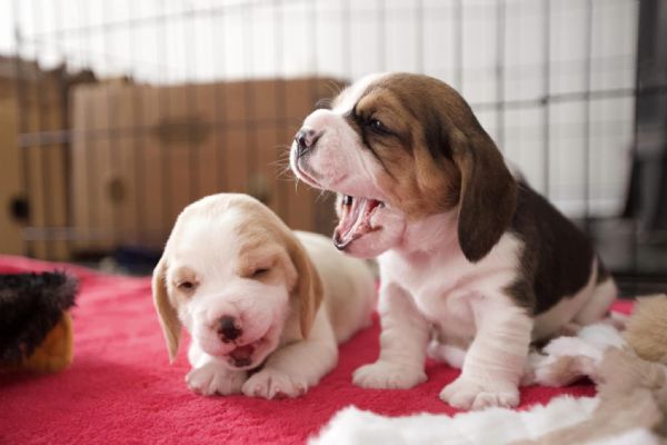 Dolci cuccioli di Beagle maschi e femmine | Foto 1