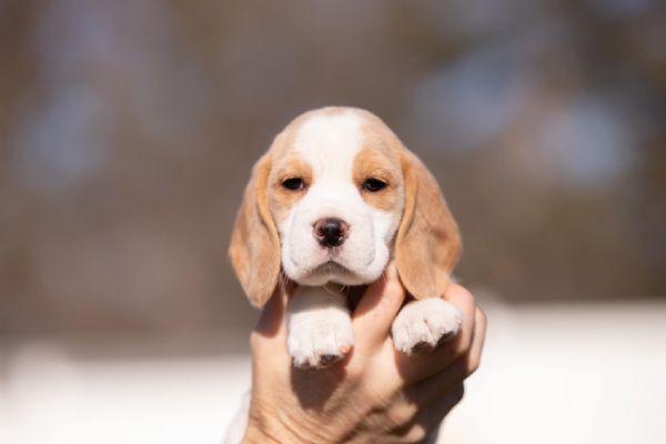 Dolci cuccioli di Beagle maschi e femmine | Foto 0