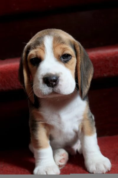 CUCCIOLI DI BEAGLE | Foto 0