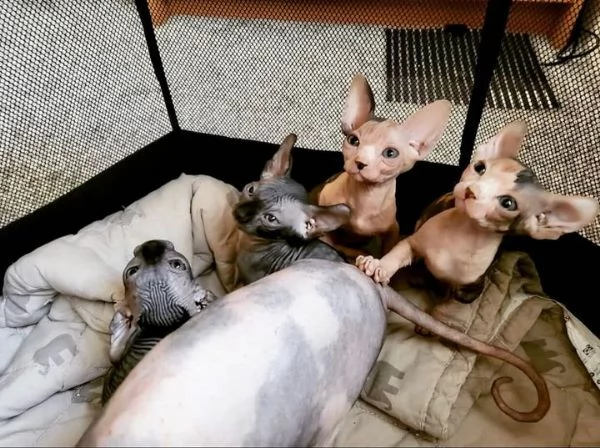 Adorabili gattini Sphynx Bambino pronti per le loro case per sempre!_ | Foto 6