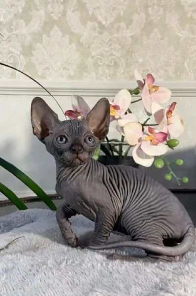 Adorabili gattini Sphynx Bambino pronti per le loro case per sempre!_ | Foto 5