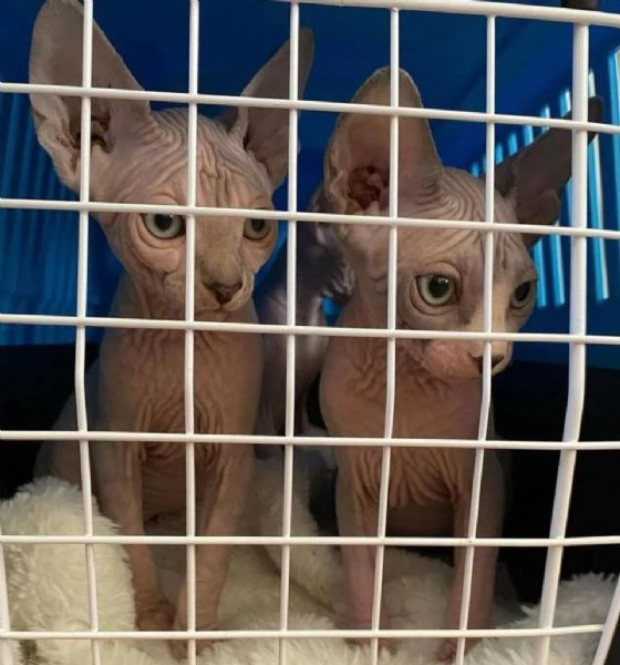 Adorabili gattini Sphynx Bambino pronti per le loro case per sempre!_ | Foto 4