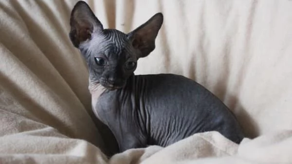 Adorabili gattini Sphynx Bambino pronti per le loro case per sempre!_ | Foto 3