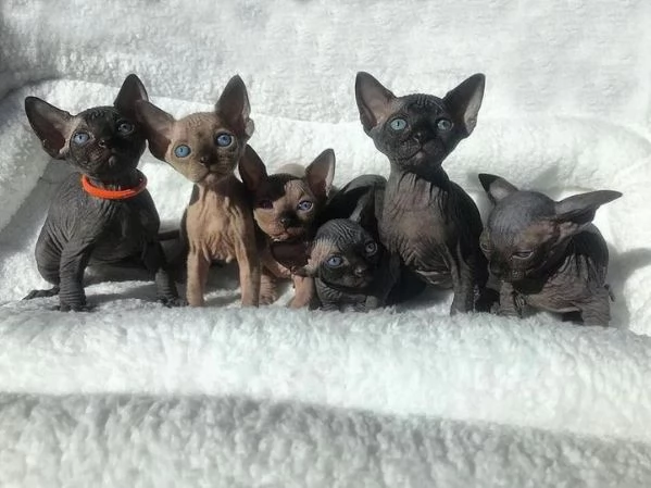 Adorabili gattini Sphynx Bambino pronti per le loro case per sempre!_ | Foto 2