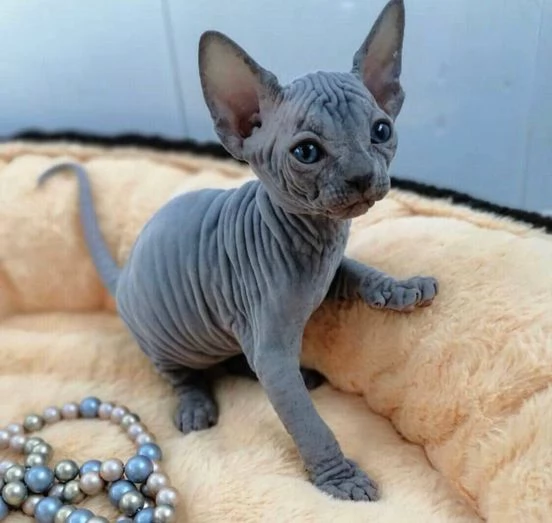 Adorabili gattini Sphynx Bambino pronti per le loro case per sempre!_ | Foto 1