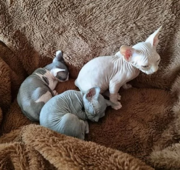 Adorabili gattini Sphynx Bambino pronti per le loro case per sempre!_