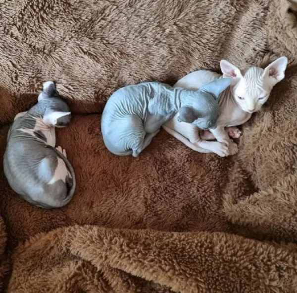 Adorabili gattini Sphynx Bambino pronti per le loro case per sempre!_ | Foto 0