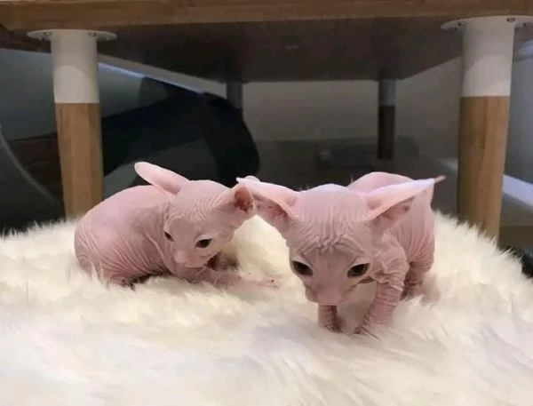 gattini Sphynx Bambino pronti per le loro case per sempre! | Foto 6