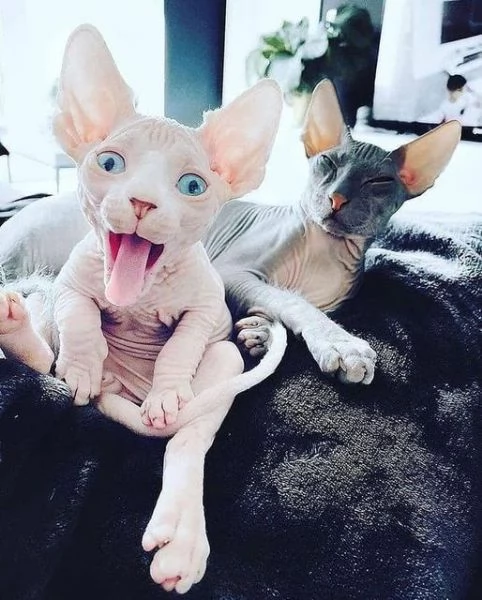 gattini Sphynx Bambino pronti per le loro case per sempre!