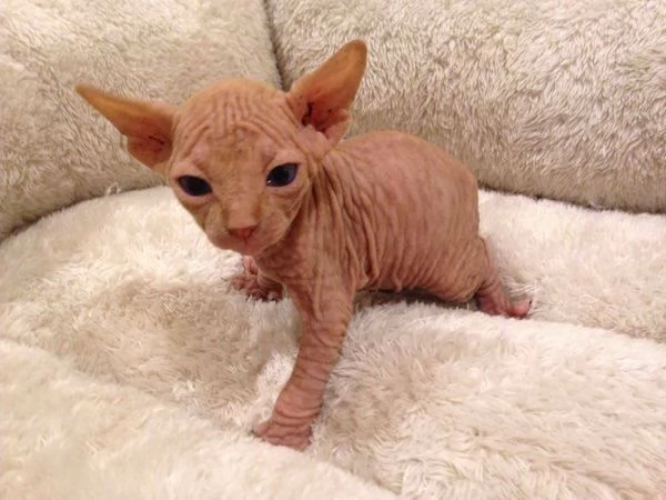 gattini Sphynx Bambino pronti per le loro case per sempre! | Foto 5