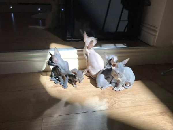 gattini Sphynx Bambino pronti per le loro case per sempre! | Foto 3