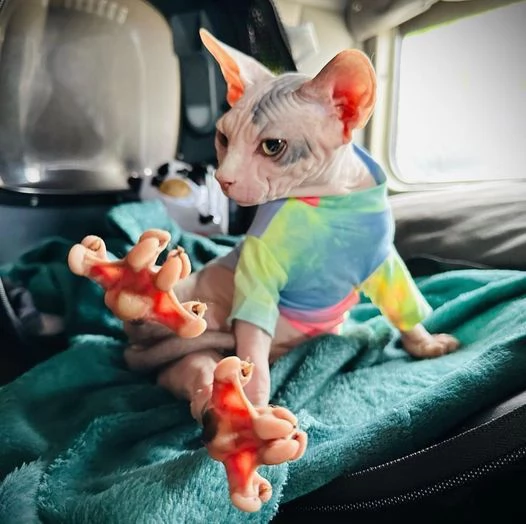 gattini Sphynx Bambino pronti per le loro case per sempre! | Foto 2