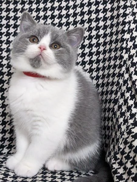 Cuccioli British Shorthair