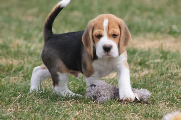 CUCCIOLI DI BEAGLE!! | Foto 0