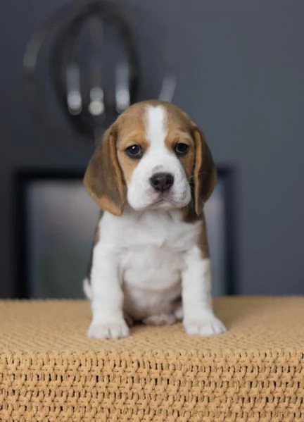 CUCCIOLI DI BEAGLE!!