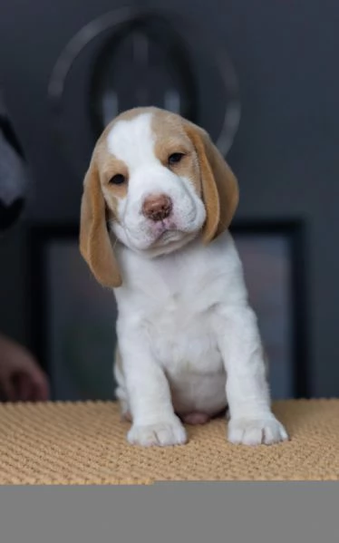 CUCCIOLI DI BEAGLE!! | Foto 0