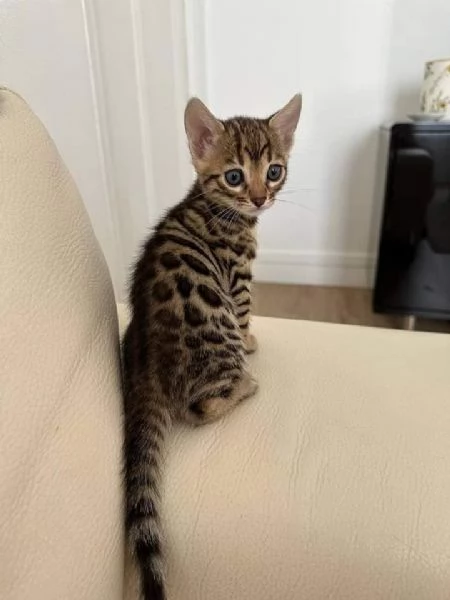 BENGAL CUCCIOLI DISPONIBILI