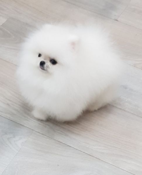 Spitz Pomerania toy di 3 mesi!! | Foto 0