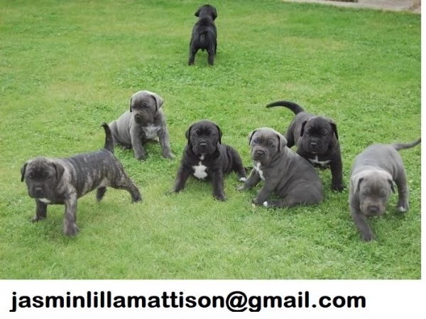 Regalo Cuccioli cane corso