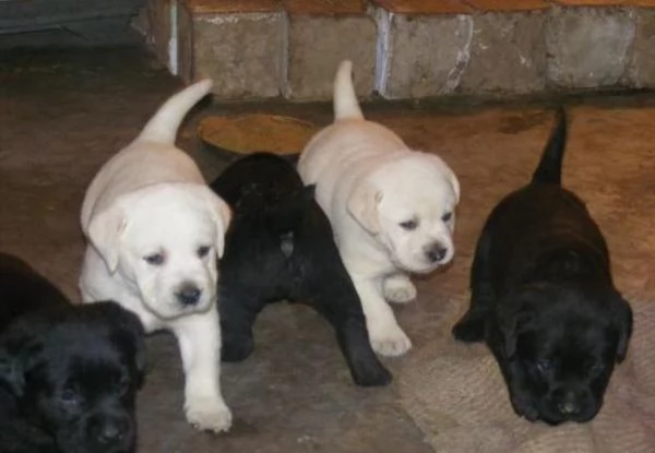 Regalo Bellissimi cuccioli Labrador retriever