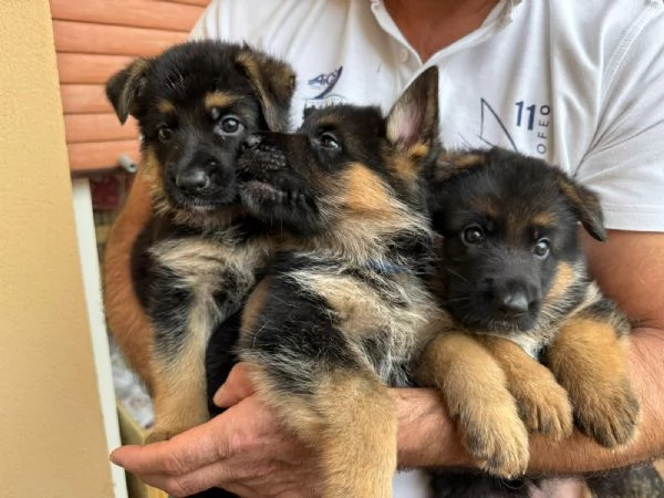 cuccioli pastore tedesco | Foto 4