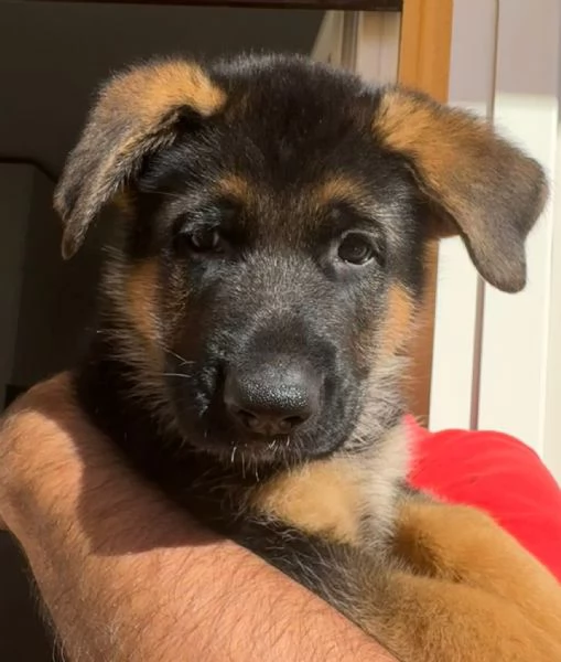 cuccioli pastore tedesco | Foto 1