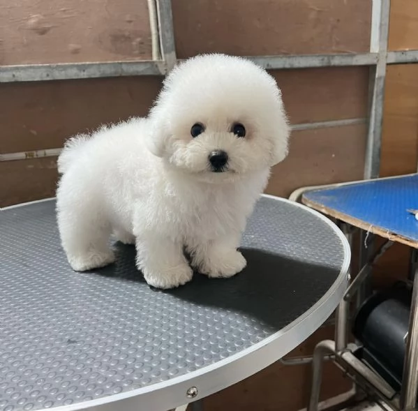 Cuccioli di barboncino toy  | Foto 0