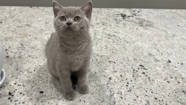 Due British shorthair | Foto 0