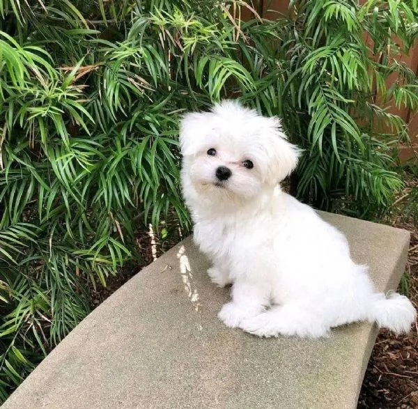 Cuccioli Maltesi maschio e femmina | Foto 0