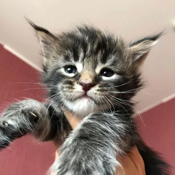 Adorabili gatti del Mainecoon.