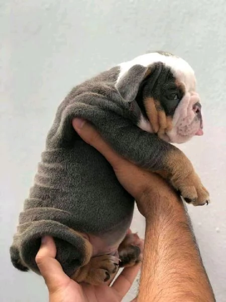 Cuccioli di bulldog francese