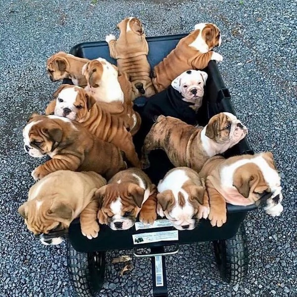 Cuccioli di bulldog francese | Foto 0