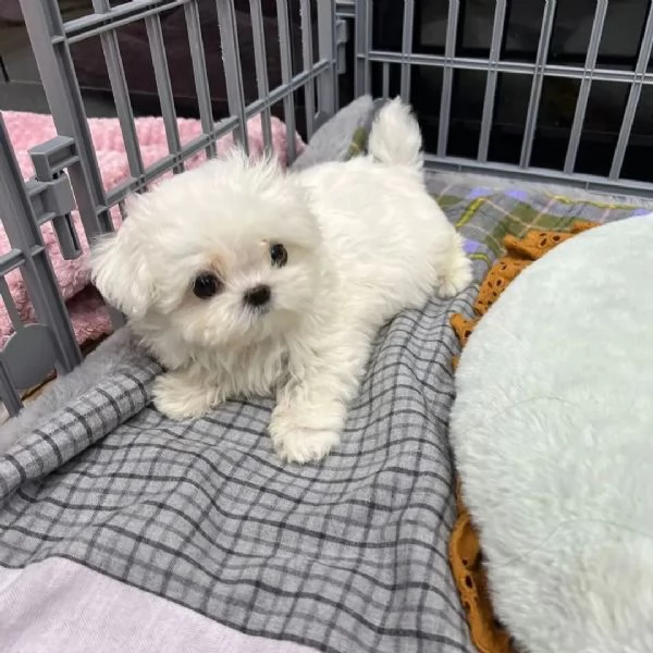 Cuccioli di Teacup Maltese in adozione! | Foto 0