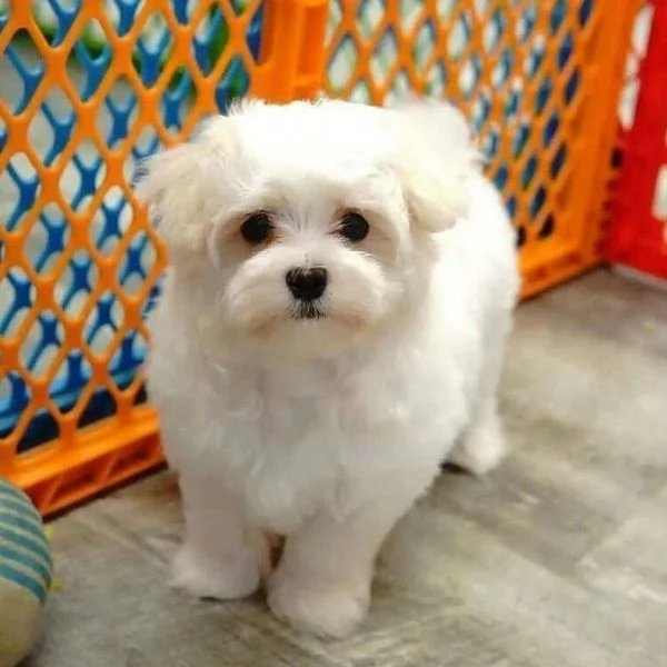 Cuccioli di Teacup Maltese in adozione!