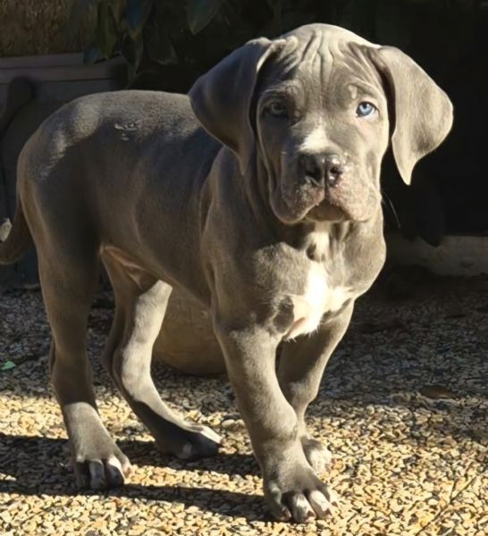 Cuccioli Cane Corso Italiano | Foto 2