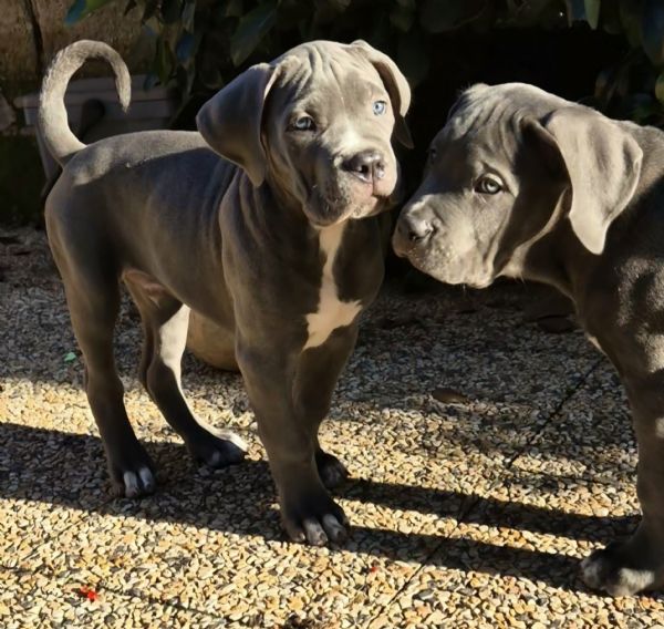 Cuccioli Cane Corso Italiano | Foto 0