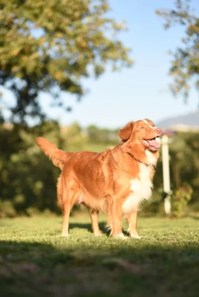 Splendita Cucciolata Nova scotia duck tolling retriever  