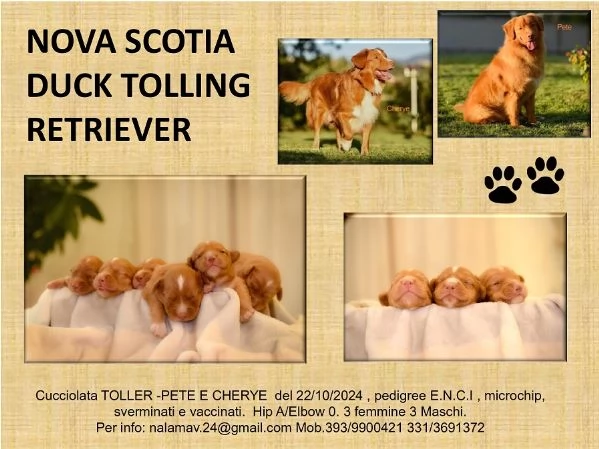 Cucciolata Nova scotia duck tolling retriever   | Foto 3