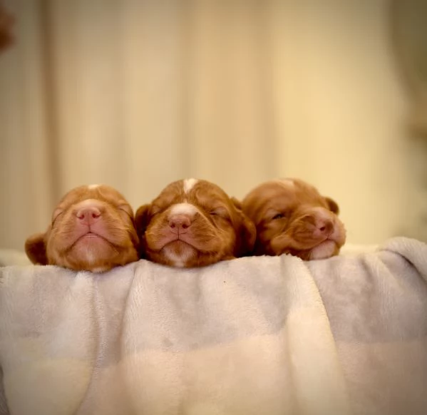 Splendita Cucciolata Nova scotia duck tolling retriever   | Foto 0