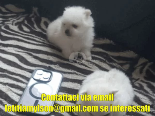 Bellissimi cuccioli di Pomerania rossi