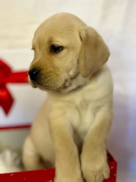 LABRADOR RETRIEVER CON PEDIGREE ENCI | Foto 5