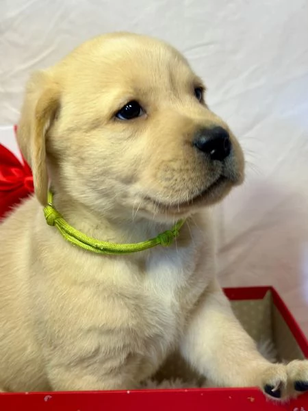 LABRADOR RETRIEVER CON PEDIGREE ENCI | Foto 3