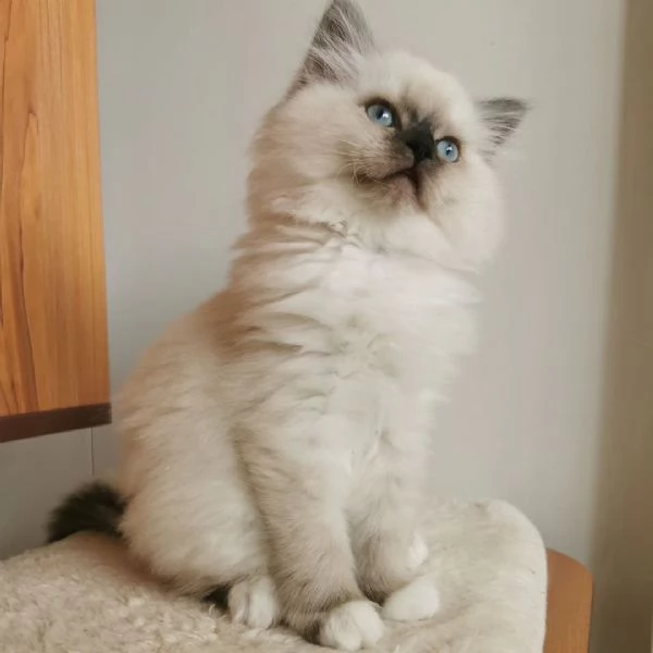 Disponibili bellissimi gatti Ragdoll